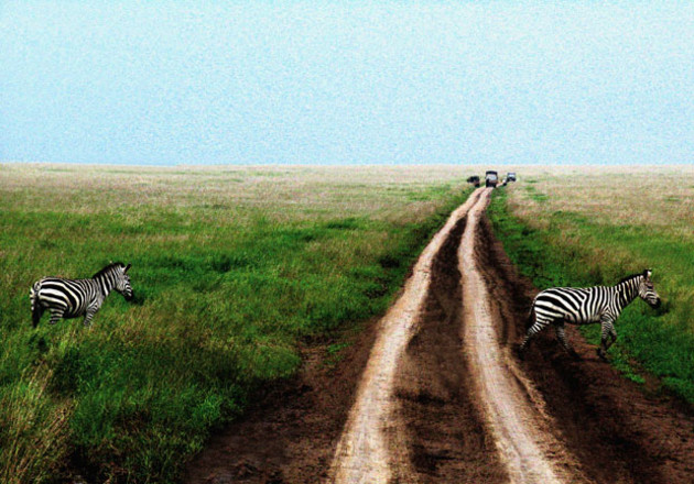 One of 2013's images presented to Eleven40 Gallery to raise funds for the 2015 Ballarat International Foto Biennale was Rob Imhoff's Zebra Crossing.